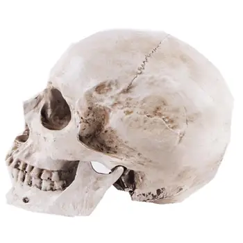 Реалистичная модель черепа для учебы Образовательные модели черепов для Хэллоуина Реквизит для маскарадов Учебные принадлежности для студентов